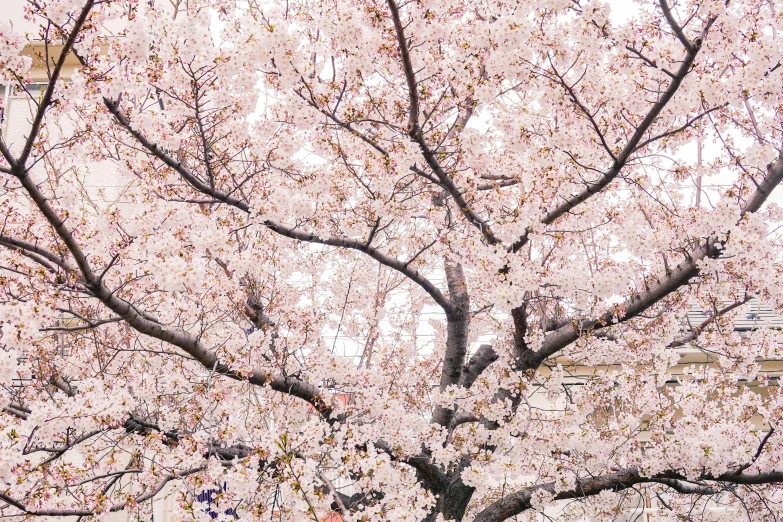 a person sitting on a bench under a cherry tree, by Carey Morris, unsplash, sōsaku hanga, seoul, seasons!! : 🌸 ☀ 🍂 ❄, detailed trees in bloom, seen from below