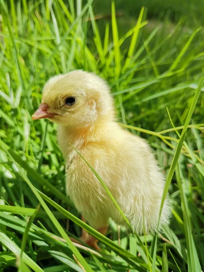 a small chicken standing on top of a lush green field, profile image