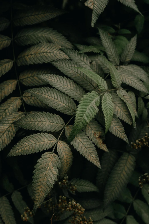 a close up of a plant with green leaves, an album cover, inspired by Elsa Bleda, trending on pexels, australian tonalism, cannabis, dried fern, dark jungle, a high angle shot