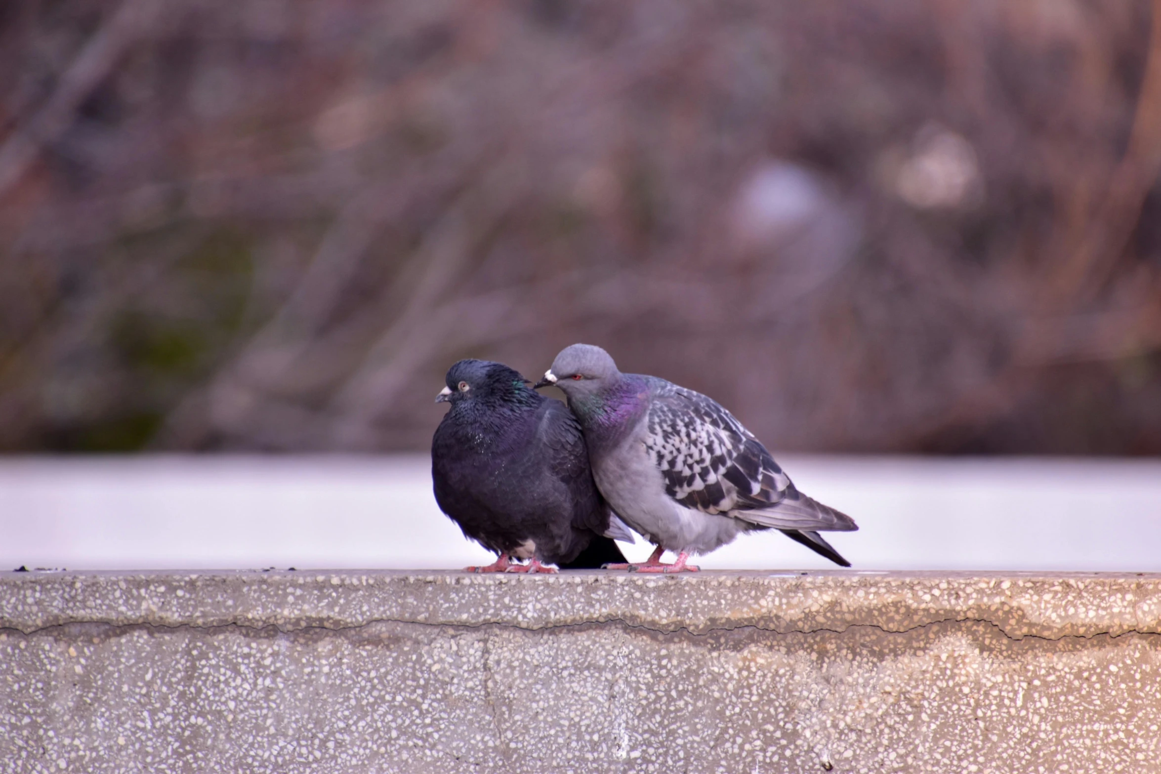 a couple of birds sitting on top of a cement wall, a picture, pexels contest winner, black, dove, woodstock, 4k'