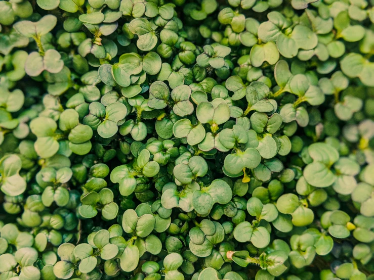 a close up of a bunch of green plants, trending on pexels, fairy circles, birdseye view, instagram post, commercially ready