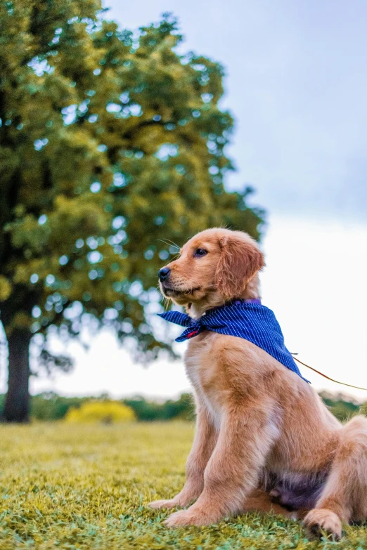 a dog that is sitting in the grass, wearing a blue jacket, next to a tree, blue and gold, bandana