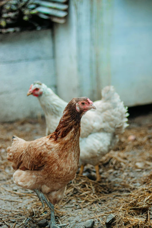 a couple of chickens that are standing in the dirt, unsplash, renaissance, inside a farm barn, brown, white, close - up photograph