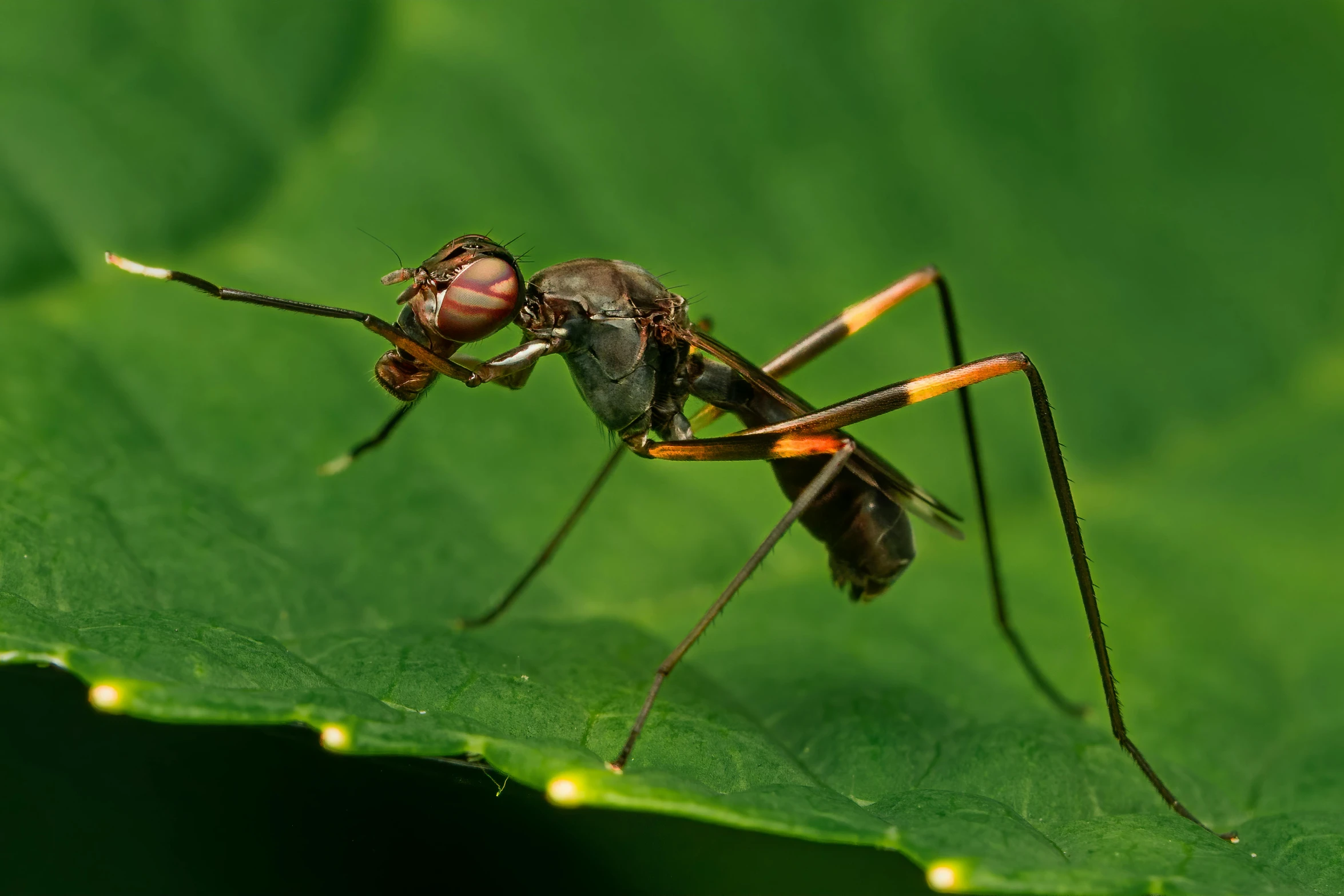 a close up of a insect on a leaf, by Jan Rustem, hurufiyya, smart ants, fan favorite, aggressive pose, red - eyed