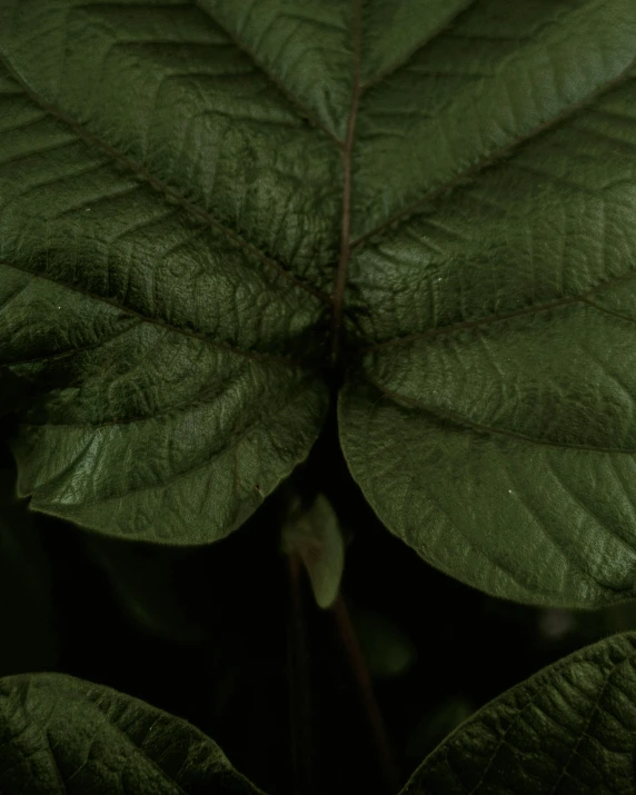 a close up of a leaf on a plant, an album cover, inspired by Elsa Bleda, unsplash, renaissance, dark. no text, poison ivy, ignant, low quality photo