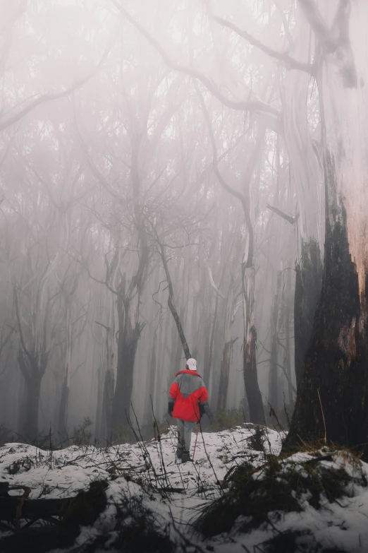 a person standing in the middle of a snow covered forest, inspired by Tom Roberts, unsplash contest winner, bushfire, long torn red cape, foggy landscape, eucalyptus