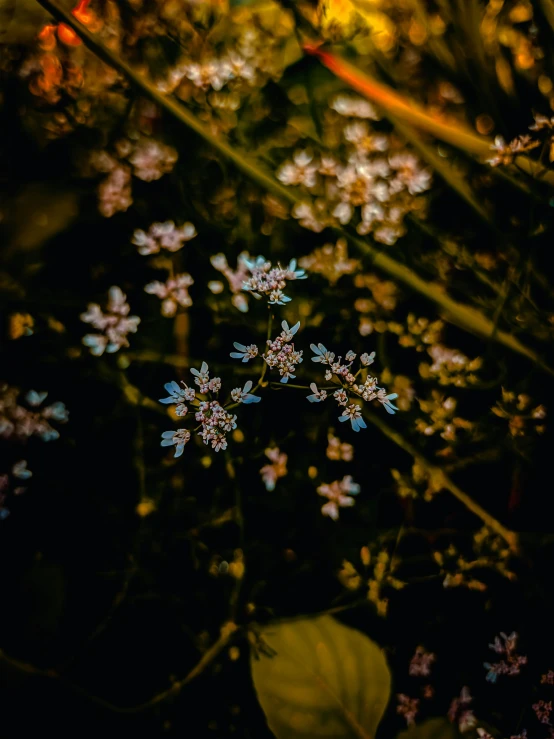 a bunch of flowers sitting on top of a lush green field, inspired by Elsa Bleda, unsplash, in a dark forest low light, tiny stars, shot on sony alpha dslr-a300, ( ( fantasy plants ) )