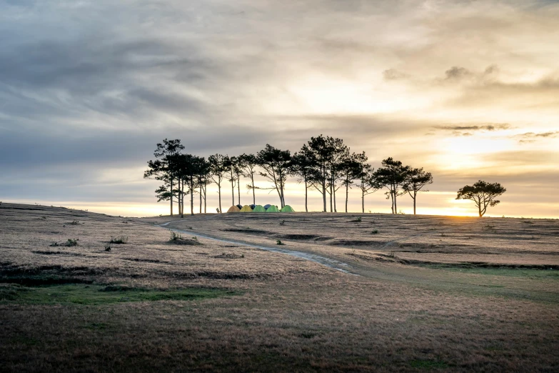 a group of trees sitting on top of a grass covered field, by Jan Tengnagel, unsplash contest winner, land art, seaside, glamping, te pae, bunkers