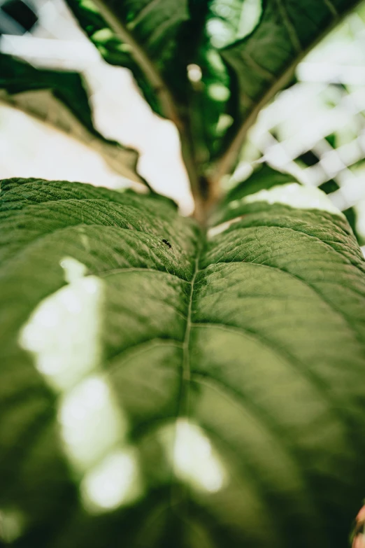 a close up of a leaf of a plant, unsplash, chewing tobacco, plants and trees, soft sunlight dappling, rear-shot