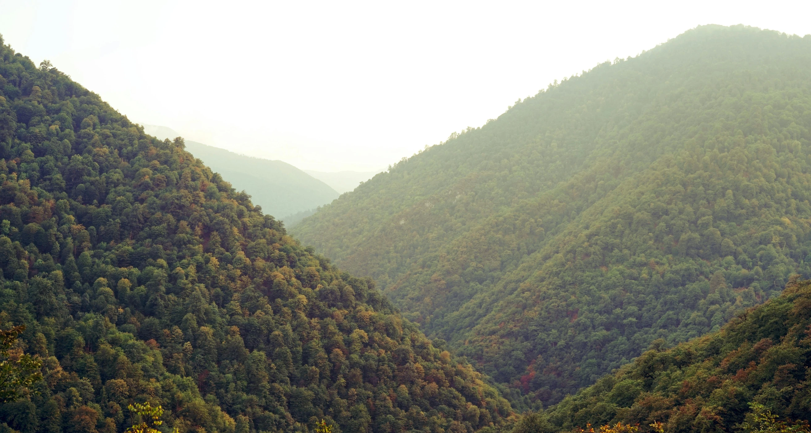 a herd of cattle standing on top of a lush green hillside, by Muggur, pexels contest winner, les nabis, hemlocks, 2 5 6 x 2 5 6 pixels, canyon, appalachian mountains