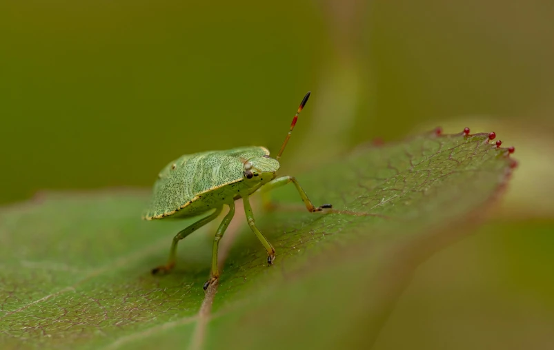 a green bug sitting on top of a leaf, pexels contest winner, hurufiyya, full body close-up shot, high resolution, grey, megascans