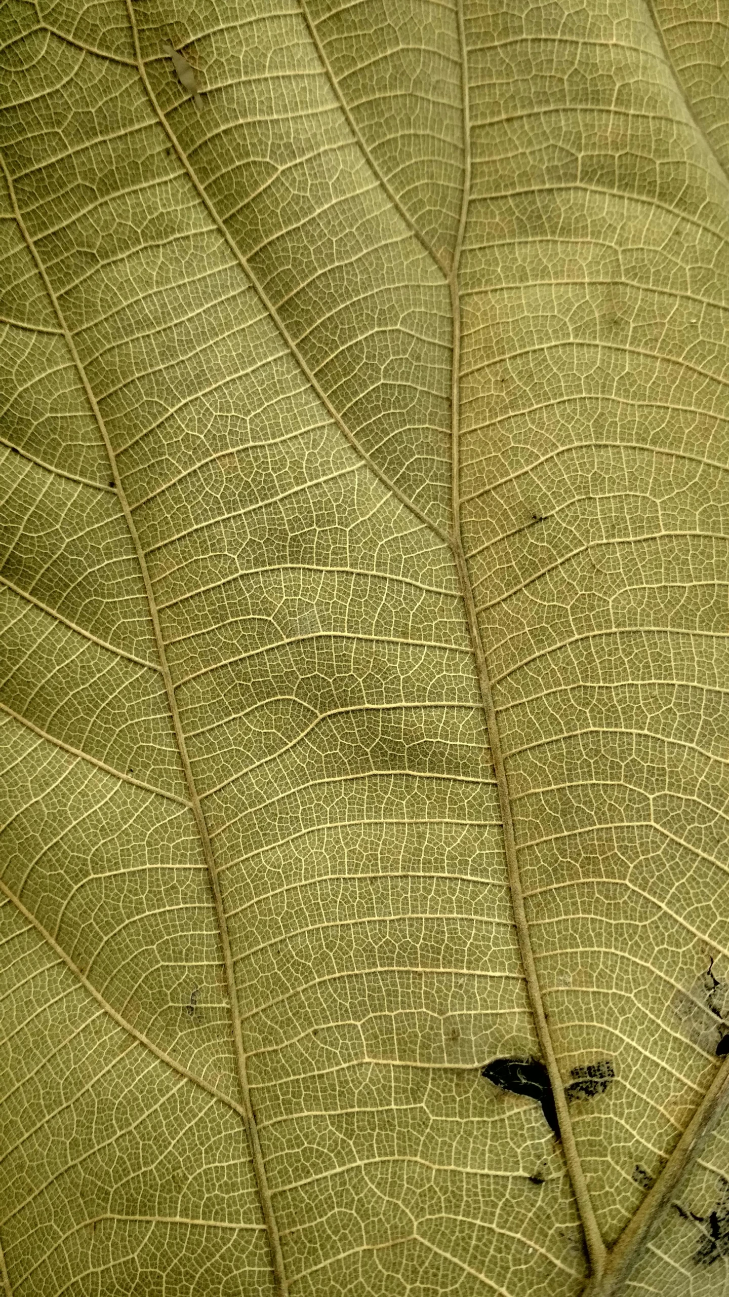 a close up of a leaf on a table