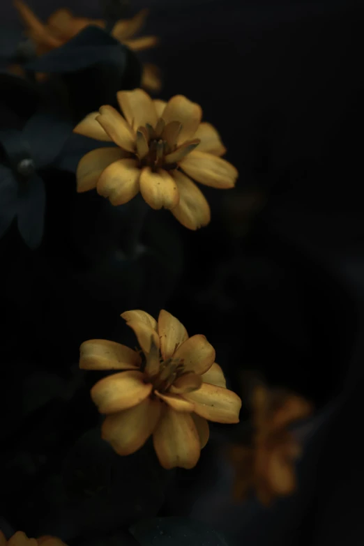 a group of yellow flowers sitting next to each other, a picture, unsplash, tonalism, dark. no text, low iso, withered, single portrait