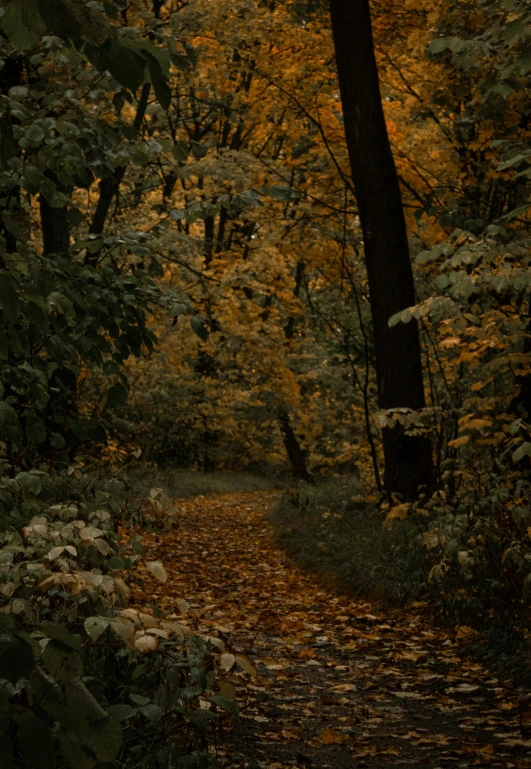 a path in the woods with leaves on the ground, an album cover, inspired by Elsa Bleda, unsplash contest winner, tonalism, brown and gold, late summer evening, environments ), ((forest))