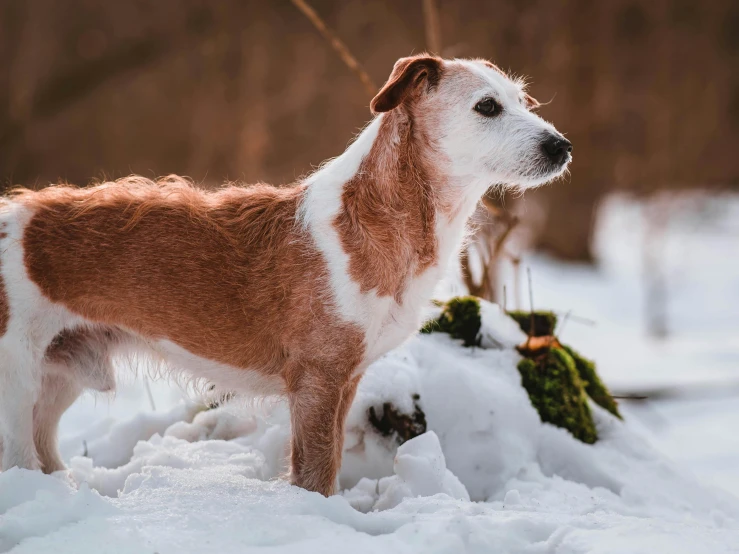 a brown and white dog standing in the snow, pexels contest winner, jack russel terrier, youtube thumbnail, cinematic full shot, mixed animal