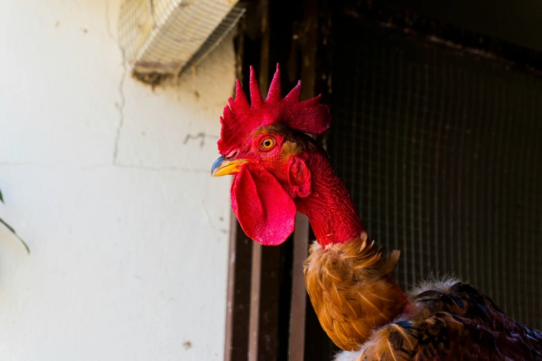 a close up of a rooster near a building, full faced, red faced, profile image, fan favorite