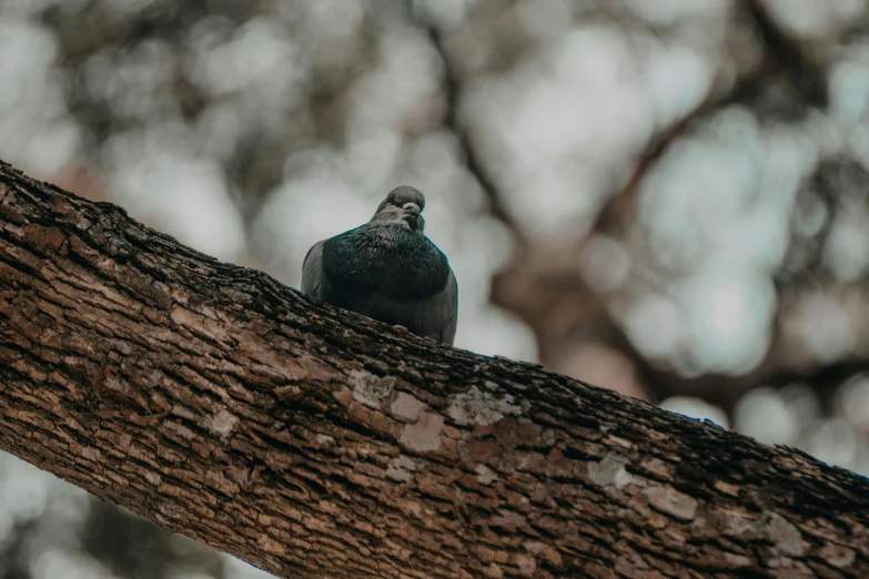 a pigeon sitting on top of a tree branch, pexels contest winner, carved into the side of a tree, unsplash photography, “ iron bark, ground - level medium shot