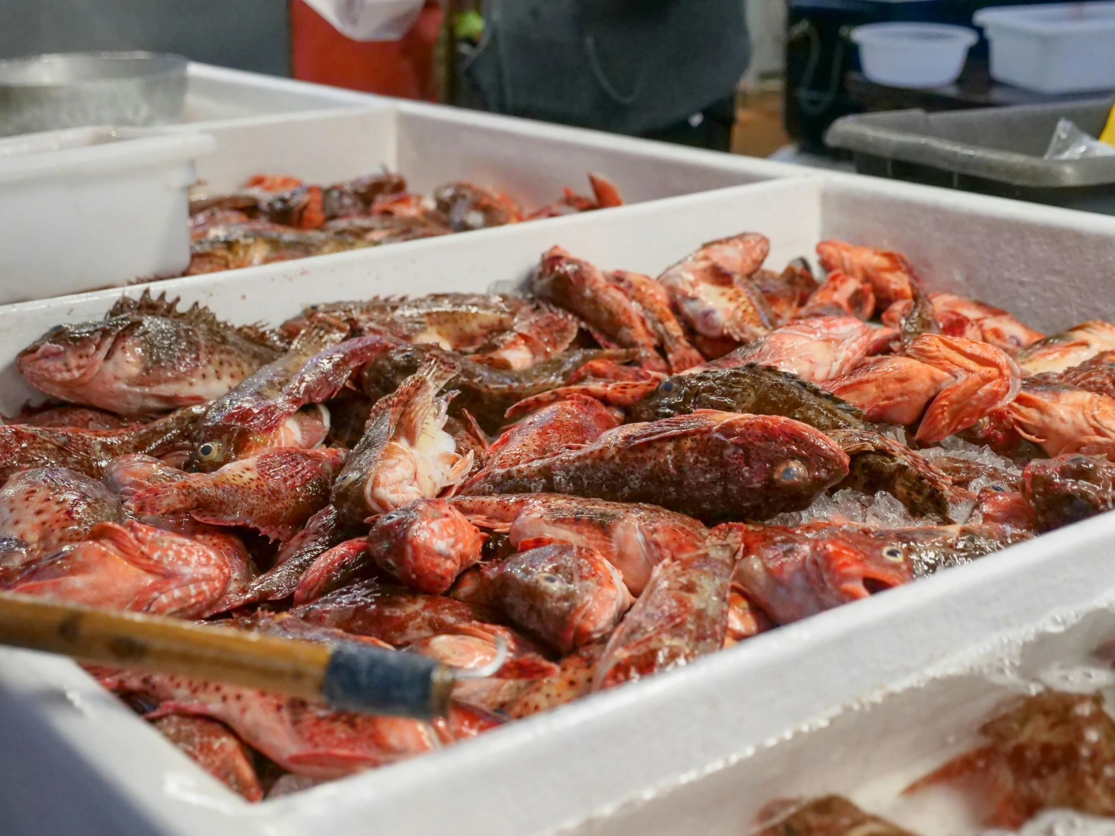 a couple of trays filled with lots of fish, a photo, by Carey Morris, unsplash, fan favorite, crab, san francisco, uncrop