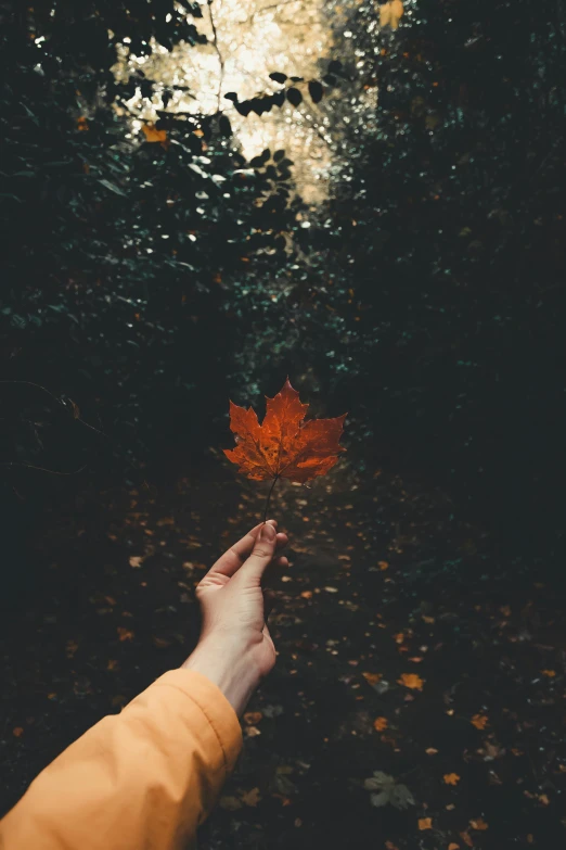 a person's hand reaching for a leaf on the ground, inspired by Elsa Bleda, pexels contest winner, land art, artistic. alena aenami, 🍂 cute, dark. no text, floating alone
