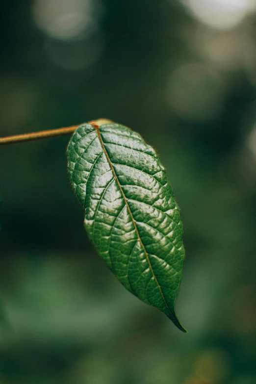 a close up of a green leaf on a branch, an album cover, inspired by Elsa Bleda, trending on pexels, hurufiyya, endangered, sorrow, young male, lightweight