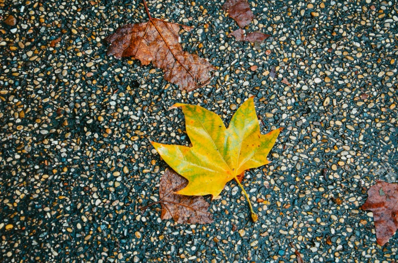 a leaf that is laying on the ground, by Daniel Gelon, postminimalism, portra, 15081959 21121991 01012000 4k, colorful composition, wet asphalt