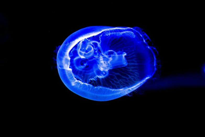 a close up of a jellyfish in the dark, by Jan Rustem, blue translucent resin, tardigrade, digital photo, ready to eat