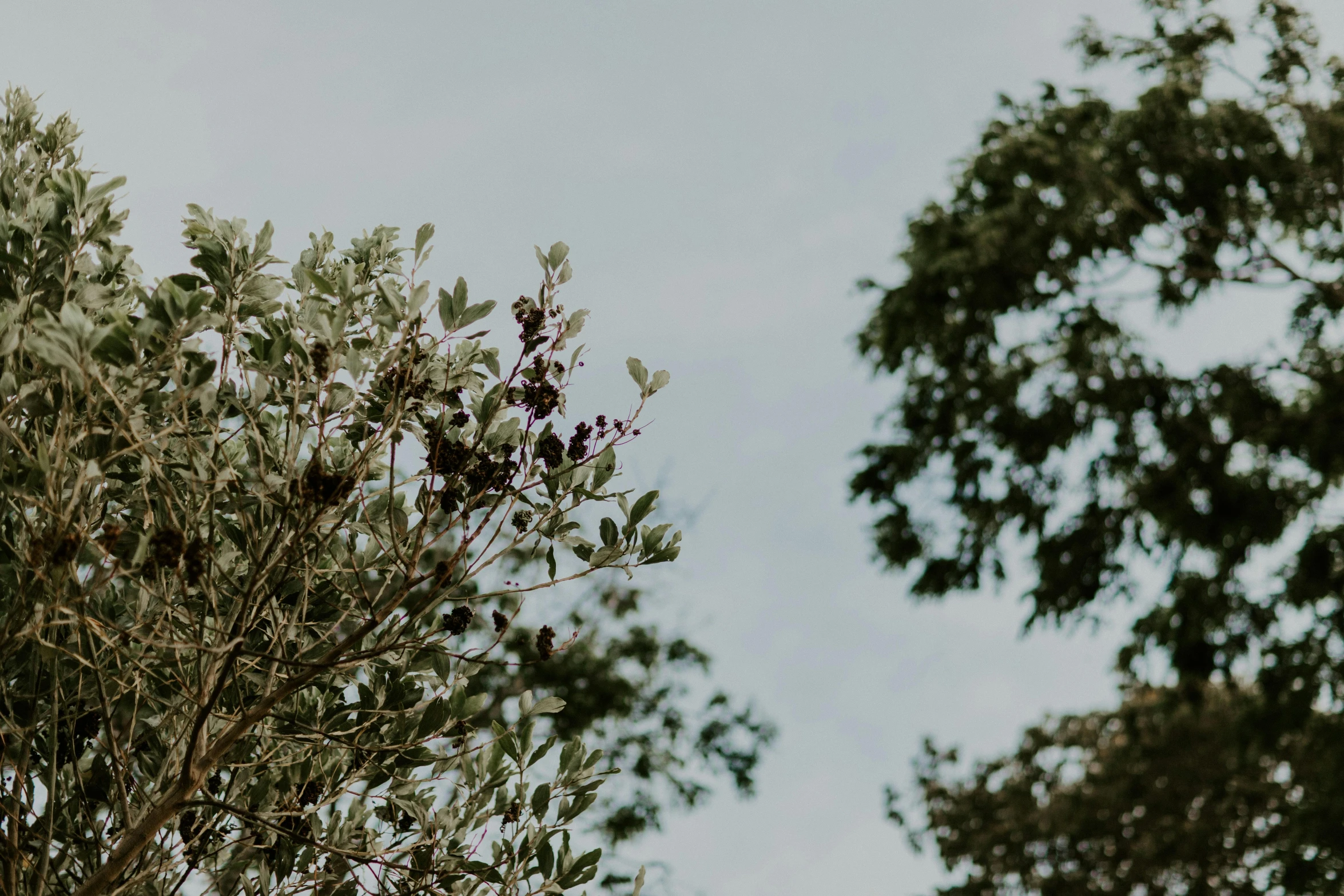 a couple of birds sitting on top of a tree, by Carey Morris, trending on pexels, muted green, ((trees)), olive tree, view from bottom