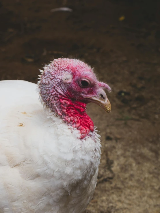 a close up of a turkey on a dirt ground, a portrait, by Elsa Bleda, pexels contest winner, renaissance, an all white human, long pointy pink nose, holiday, red skinned