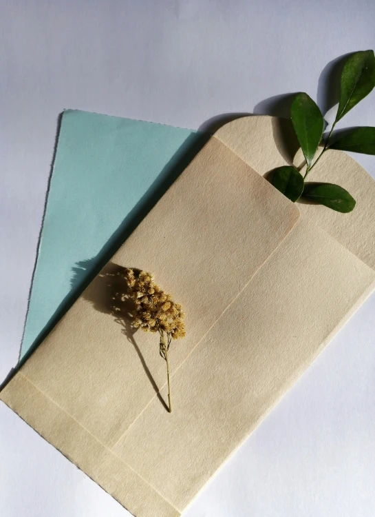 a piece of paper with a plant sticking out of it, light grey blue and golden, smokey burnt envelopes, sustainable materials, full product shot