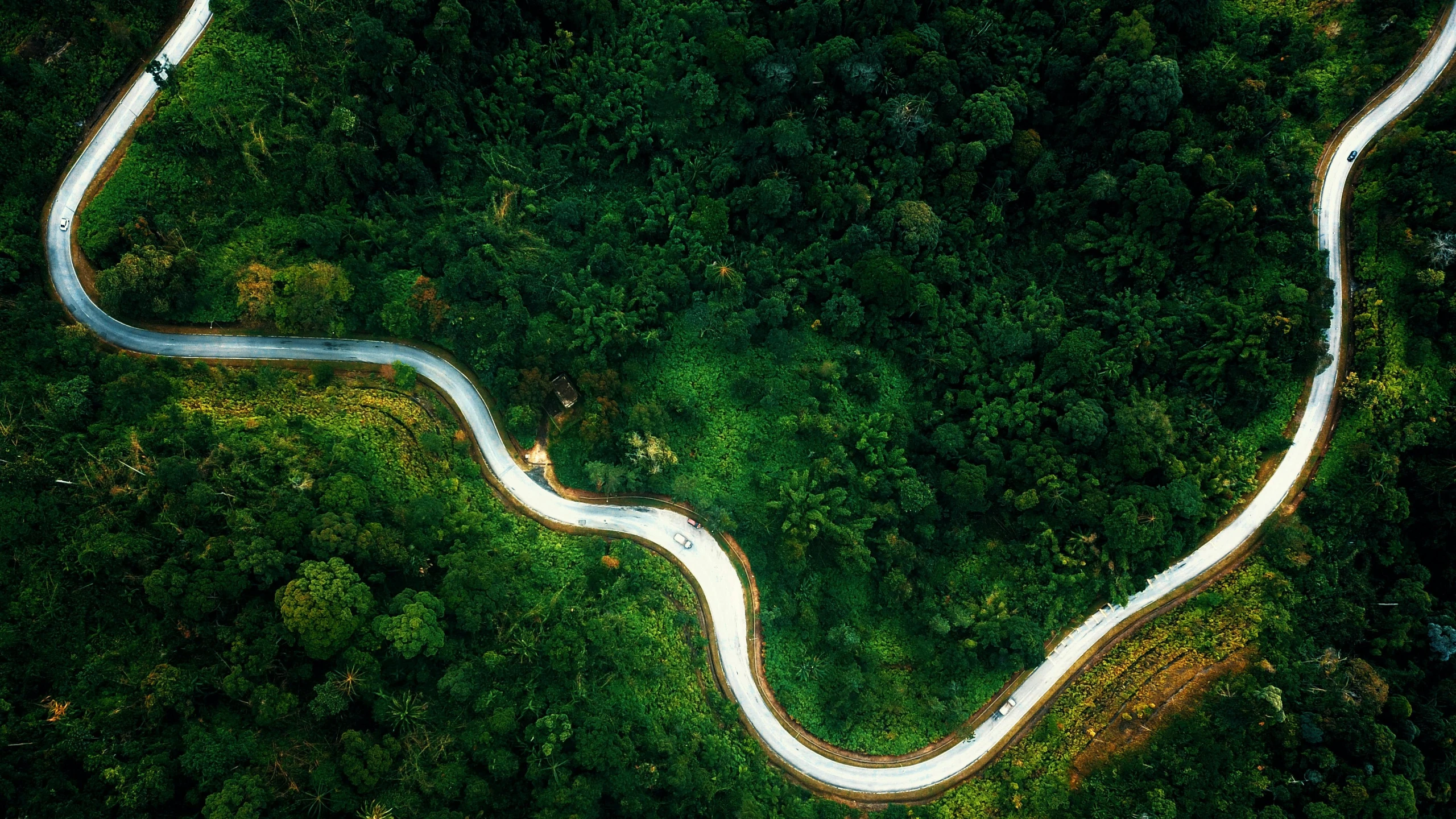 a winding road in the middle of a forest, pexels contest winner, hurufiyya, flying above a tropical forest, slice of life, thumbnail, flat curves