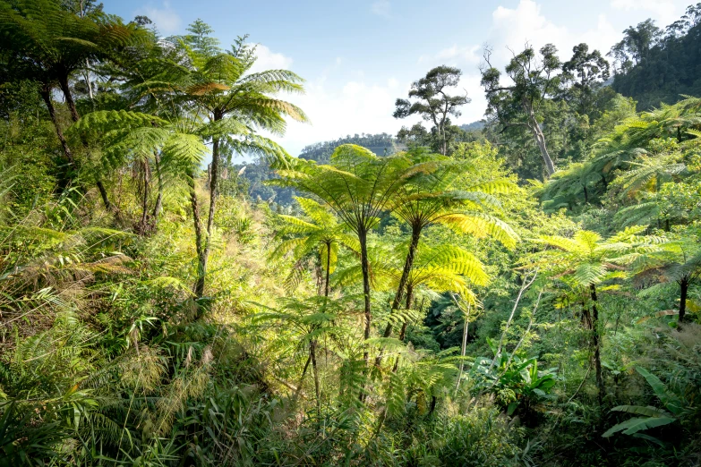 a lush green forest filled with lots of trees, sumatraism, cabbage trees, flame ferns, journalism photo