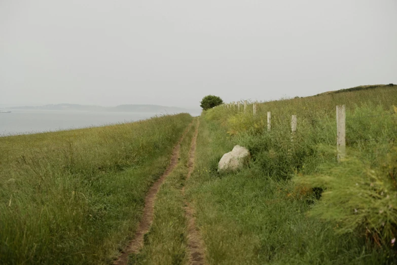 a sheep that is laying down in the grass, by Attila Meszlenyi, unsplash, land art, a road leading to the lighthouse, under a gray foggy sky, panorama distant view, background image
