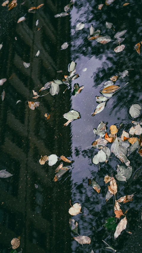 the reflection of a building in a puddle of water, an album cover, inspired by Elsa Bleda, unsplash contest winner, leafs falling, petals falling everywhere, 15081959 21121991 01012000 4k, small pond