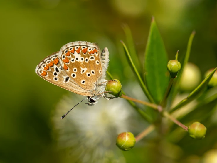 a close up of a butterfly on a plant, a macro photograph, by Eglon van der Neer, hurufiyya, small blue eyes, manuka, getty images, high quality picture