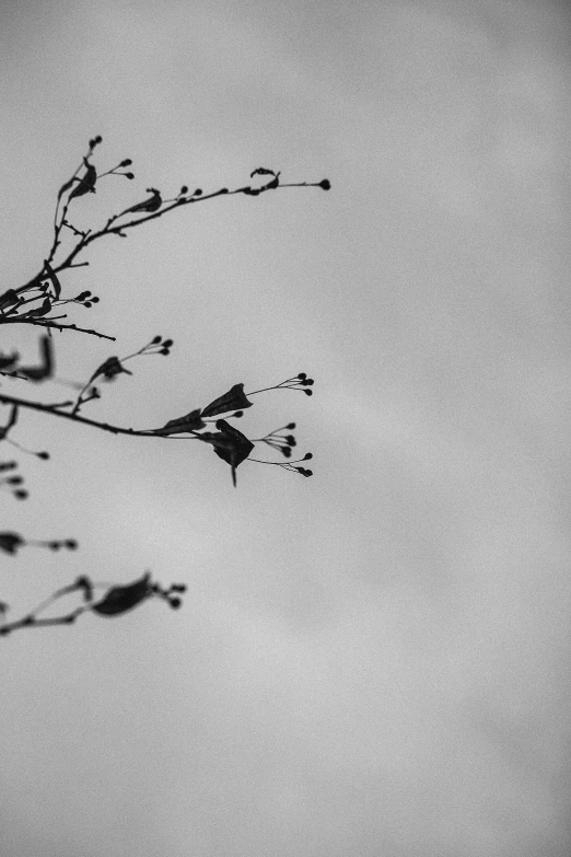 a black and white photo of a tree, a black and white photo, by Ai-Mitsu, unsplash, postminimalism, bird, buds, late autumn, silhouette :7