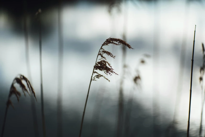 tall grass blowing in the wind next to a body of water, by Eglon van der Neer, unsplash, art photography, hasselblad film bokeh, spooky photo, small reeds behind lake, dried fern