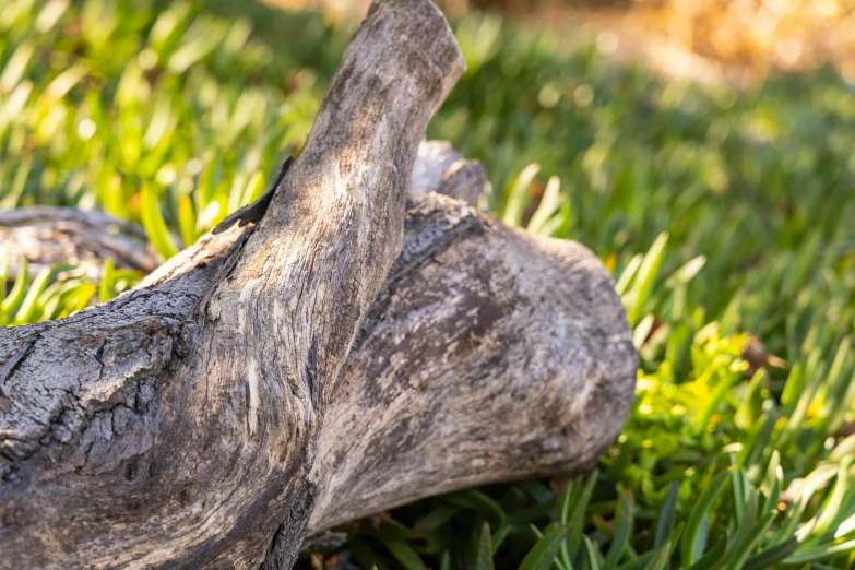 a close up of a piece of wood in the grass, by Matt Cavotta, visual art, dinosaur bones, f / 1 1 bokeh depth of field, whale carcass, close-up product photo