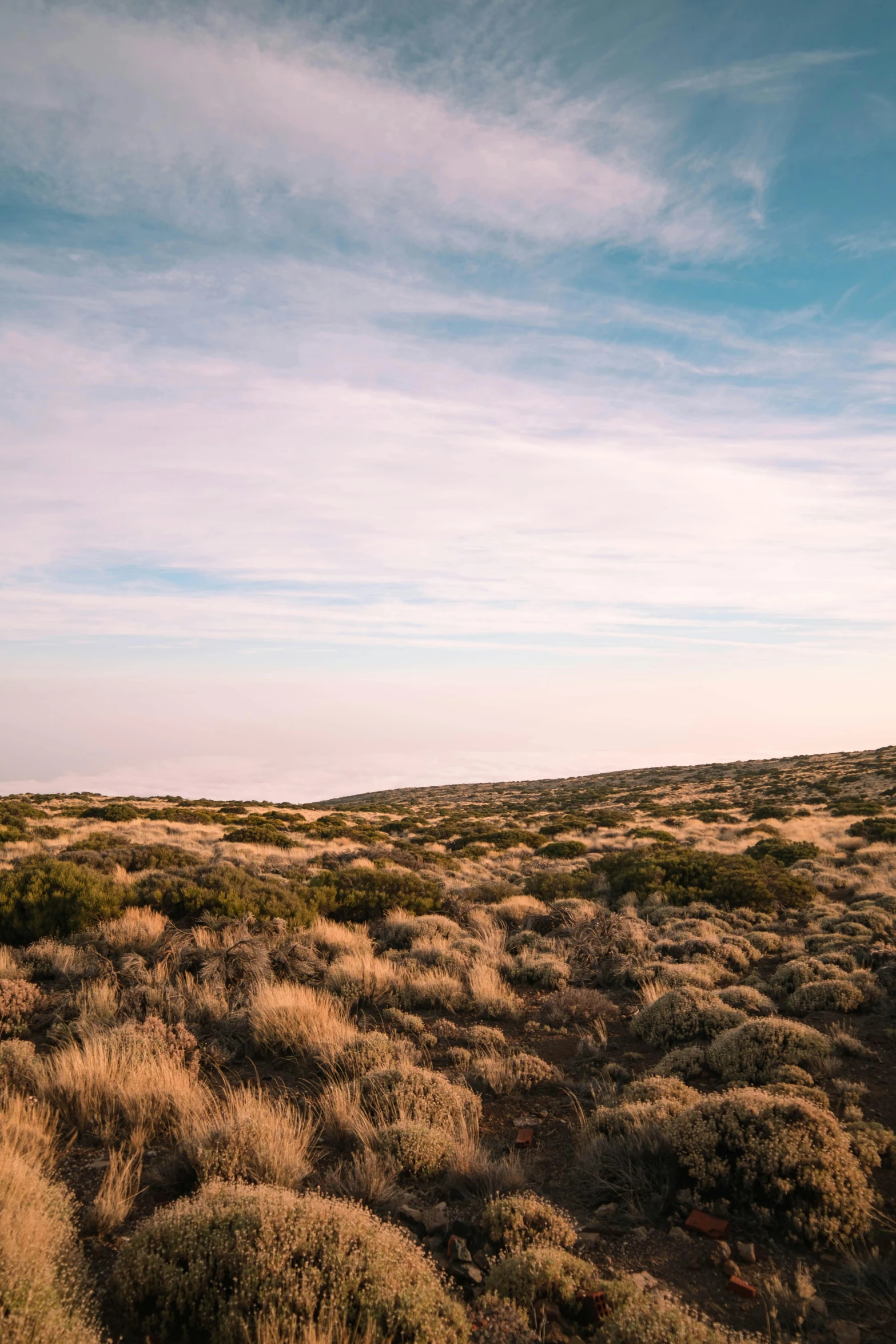 a man flying a kite on top of a lush green field, a picture, trending on unsplash, color field, rocky desert, twilight ; wide shot, lava field, with soft bushes