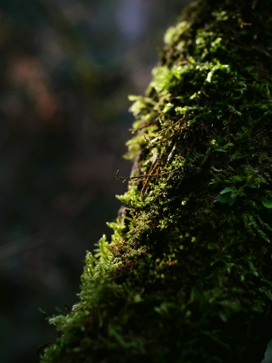 a close up of a moss covered tree branch, by Neil Blevins, unsplash, medium format. soft light, back - lit, today\'s featured photograph 4k, ilustration