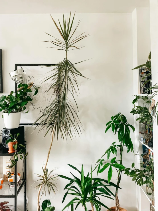 a room filled with lots of potted plants, trending on unsplash, tall thin frame, holding a 🛡 and an 🪓, vicious snapping alligator plant, taken in the late 2010s