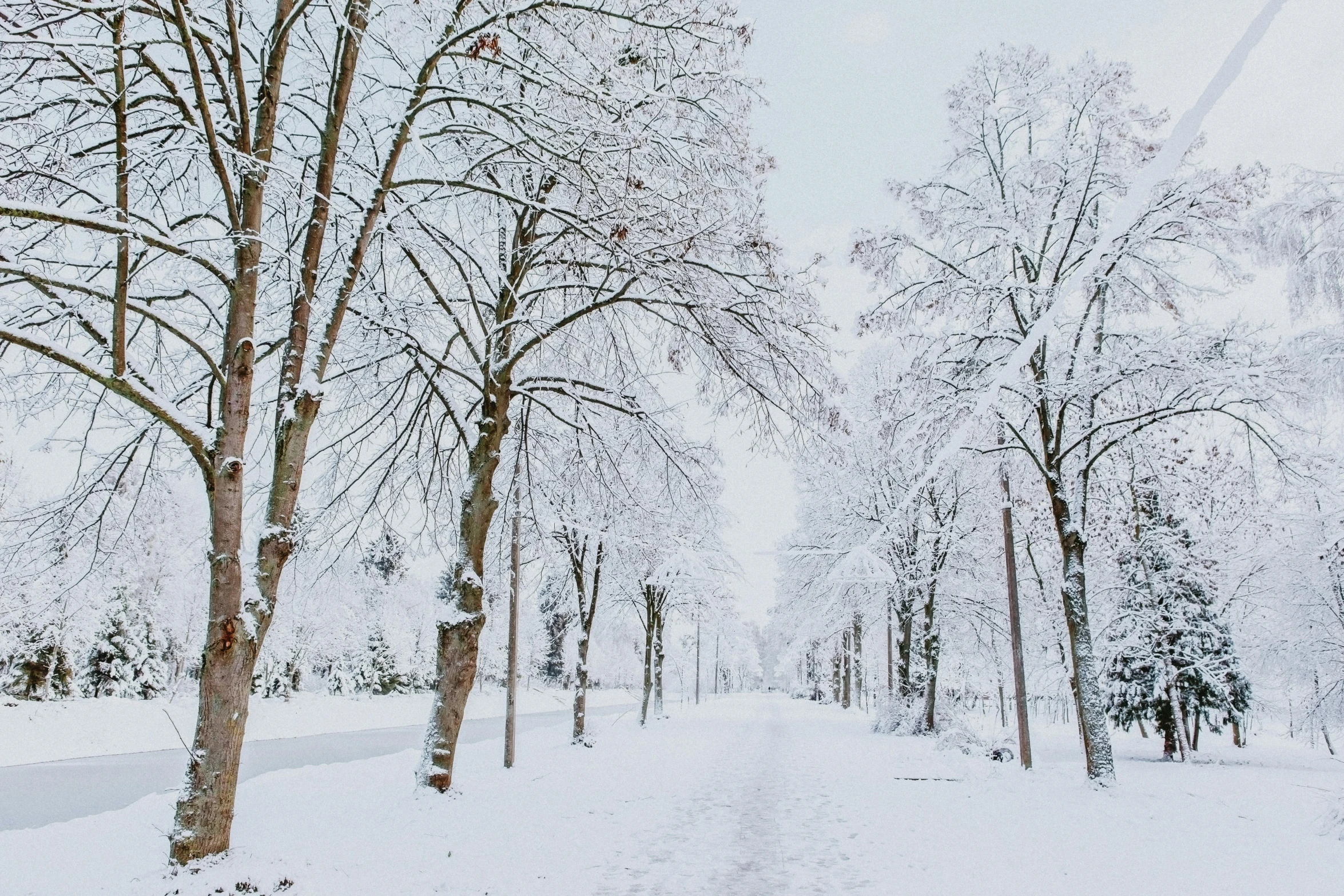 a couple of trees that are standing in the snow, pexels contest winner, college, background image, white, amanda lilleston