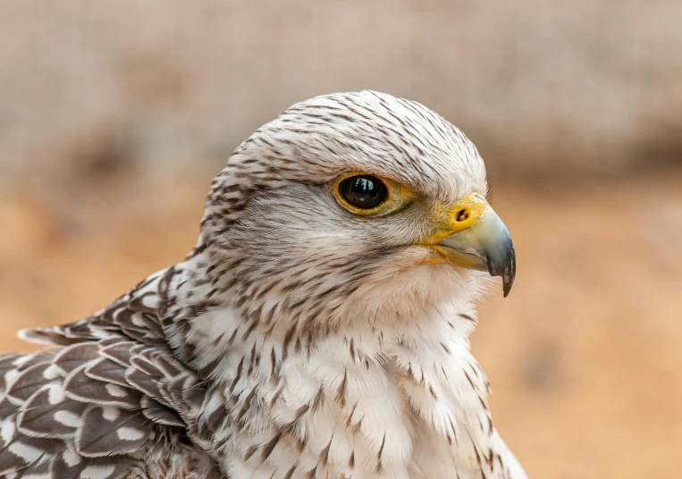 a close up of a bird of prey, a portrait, trending on pexels, hurufiyya, short light grey whiskers, australian, egyptian, white