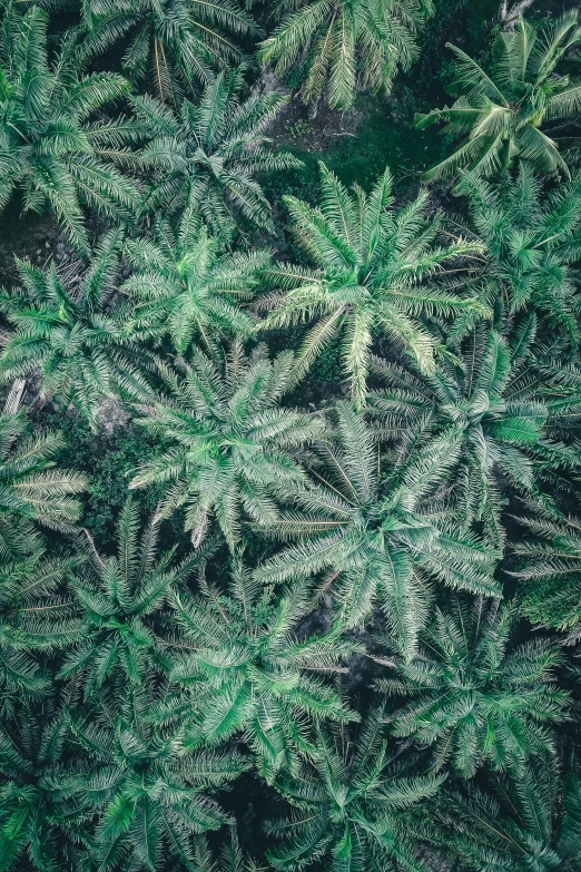 a forest filled with lots of green trees, inspired by Elsa Bleda, trending on unsplash, dji top down view, with green cannabis leaves, palm tree, intricate hyperdetail macrophoto