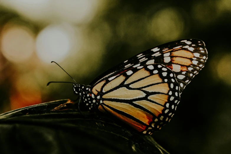 a close up of a butterfly on a leaf, trending on pexels, from the side, fan favorite, realistic », monarch butterflies