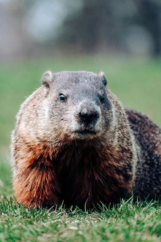 a groundhog sitting on top of a lush green field, a photo, trending on pexels, big smirk, furry brown body, grey, a high angle shot