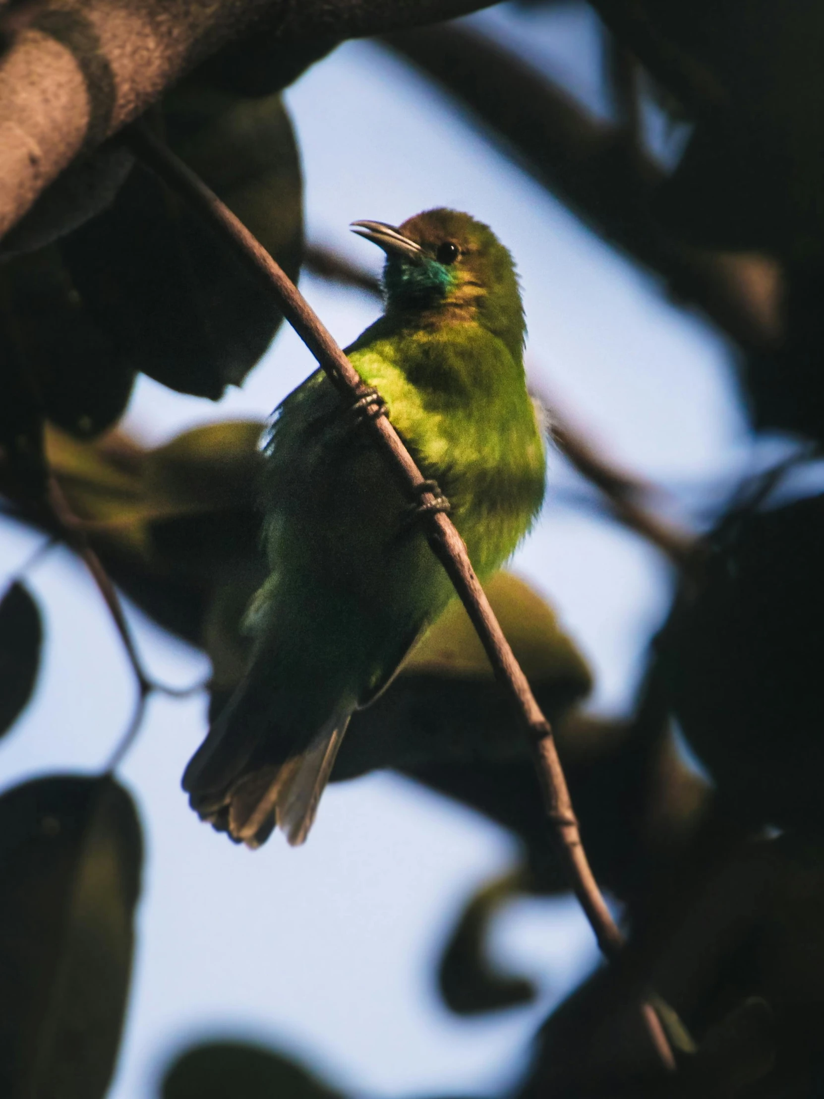 a green bird sitting on top of a tree branch, an album cover, pexels contest winner, sumatraism, gold green creature, captured in low light, an indigo bunting, high angle shot