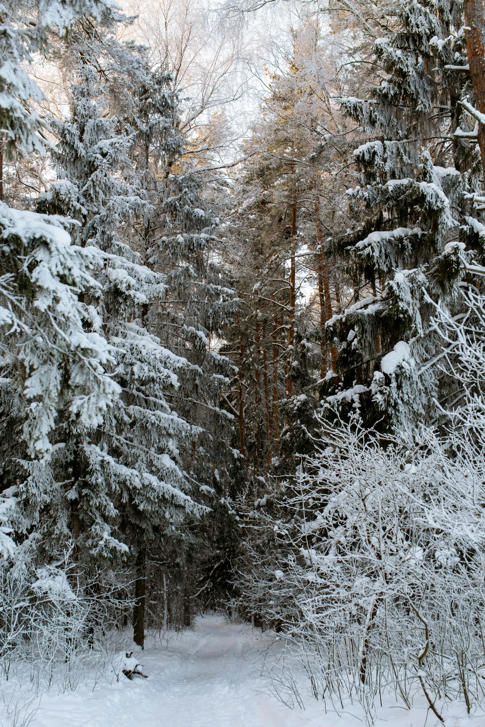 a forest filled with lots of snow covered trees, a portrait, inspired by Ivan Shishkin, flickr, nature photo, evening!! in the forest, slide show, tall