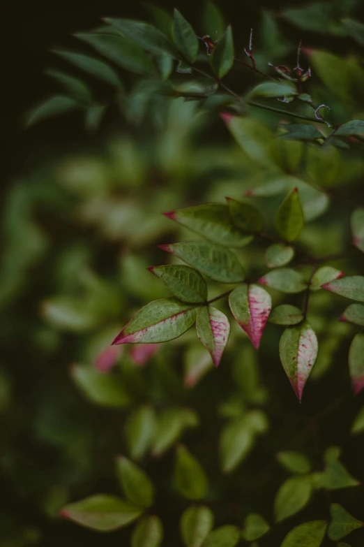 a close up of a plant with green leaves, trending on unsplash, pink trees, paul barson, red and green tones, medium shot angle