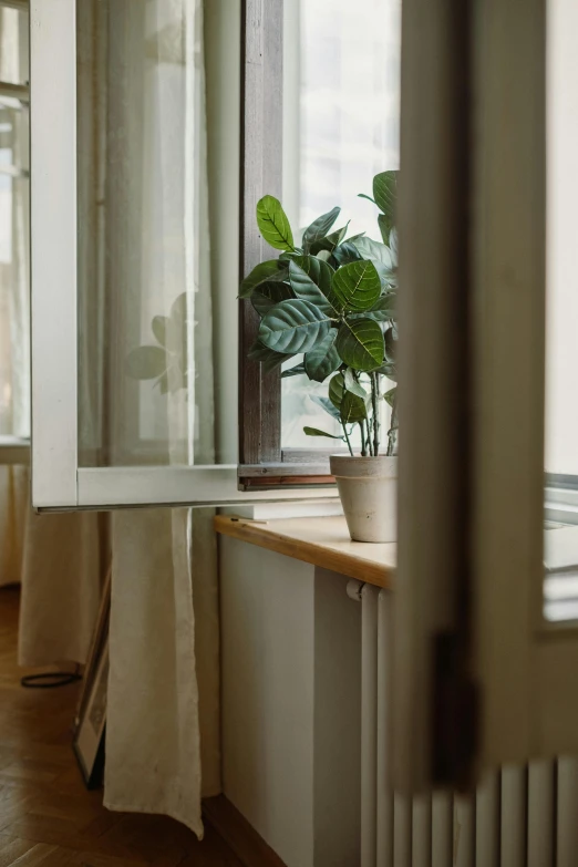 a potted plant sitting on top of a window sill, by Adam Marczyński, unsplash, renaissance, cream - colored room, center parted curtain bangs, ignant, bright window lit kitchen