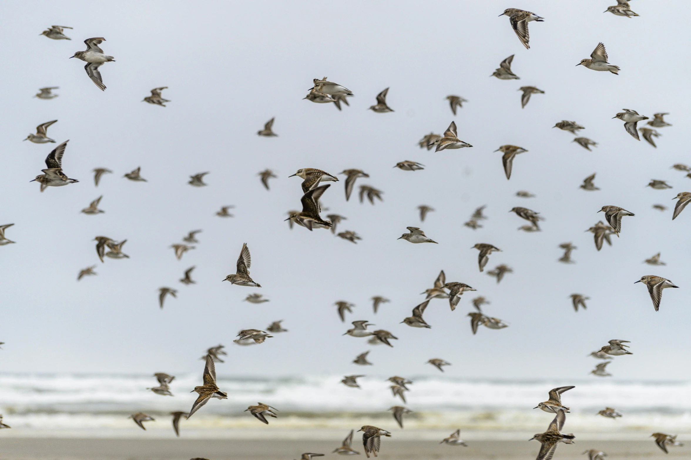 a flock of birds flying over a beach, by Colijn de Coter, unsplash, flying beetles, scrolls, new zeeland, ready to eat